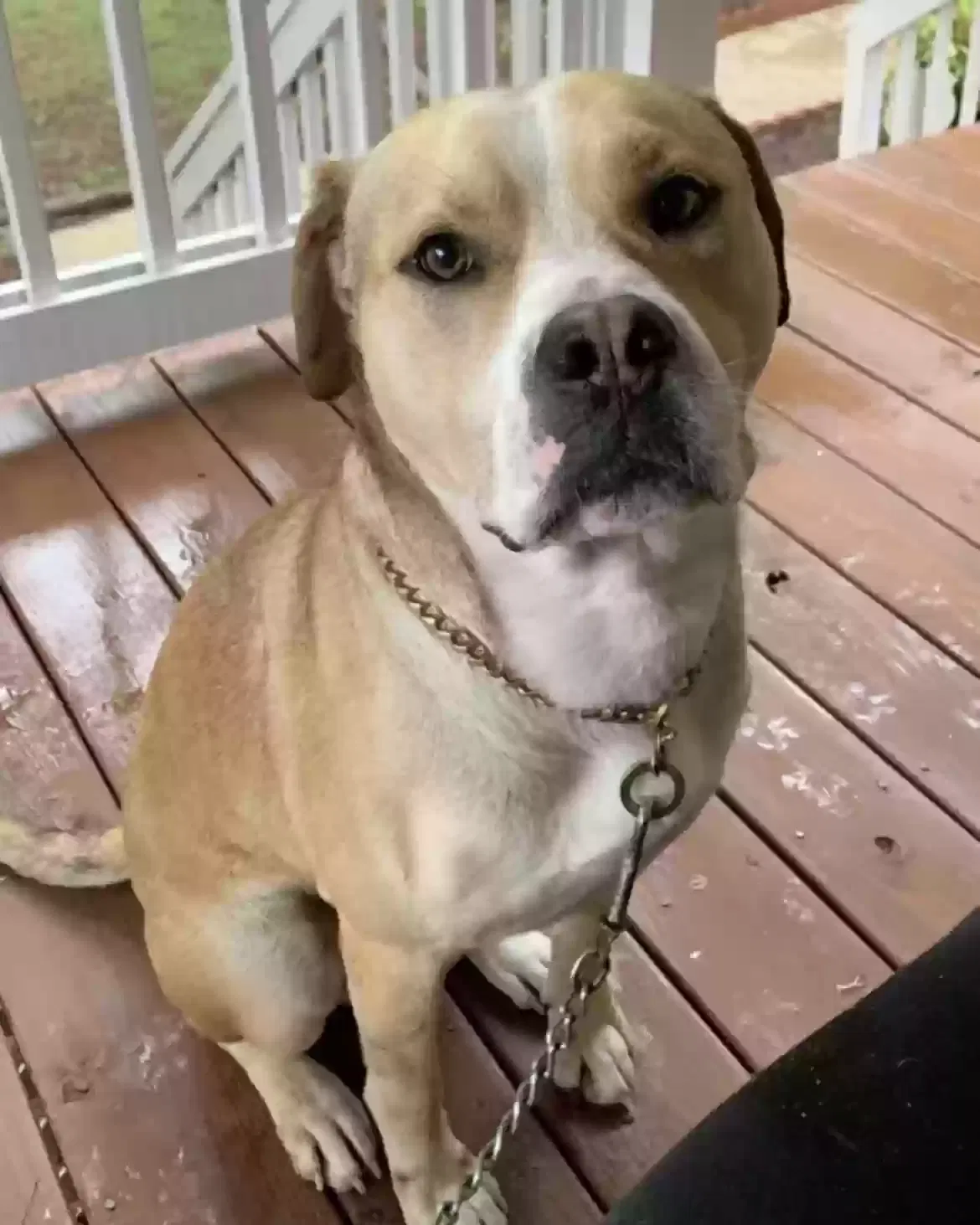 Lost dog in Salisbury, NC, 28147