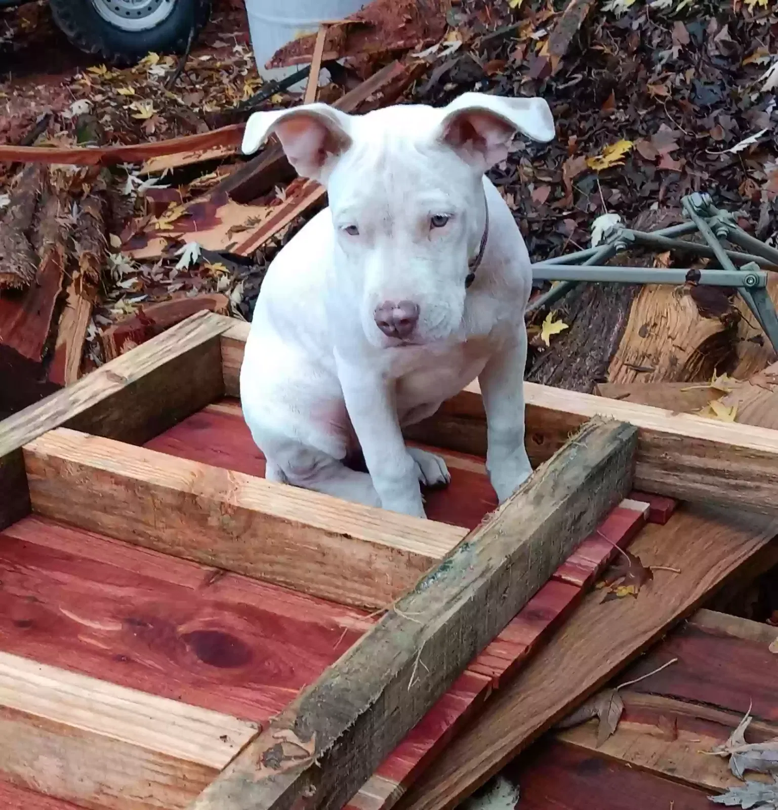 Lost dog in Searcy, AR, 72143