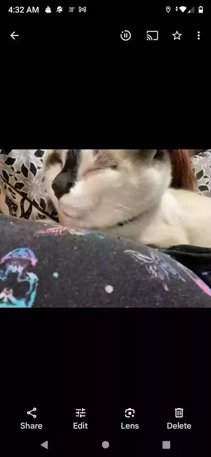 Lost cat in Powell, MO, 65730