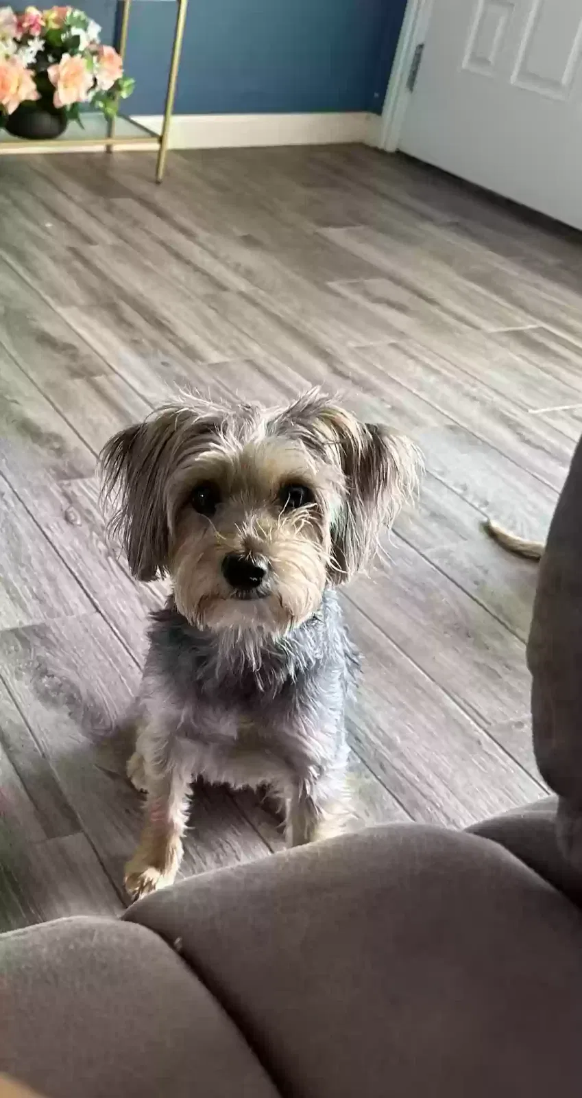 Lost dog in Arlington, TX, 76010