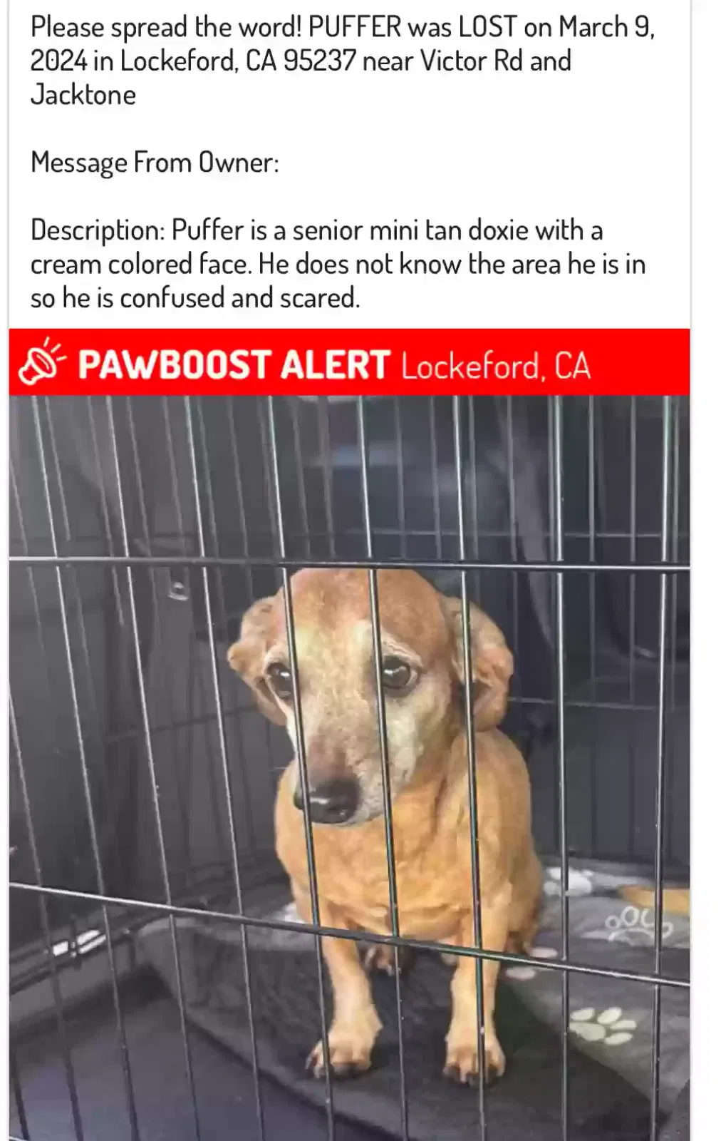 Lost dog in Lodi, CA, 95240