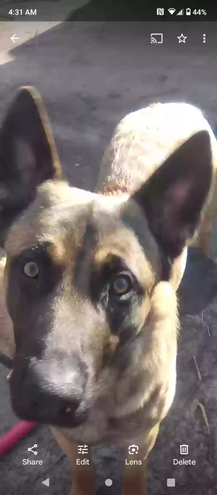 Lost dog in Ogden, UT, 84404