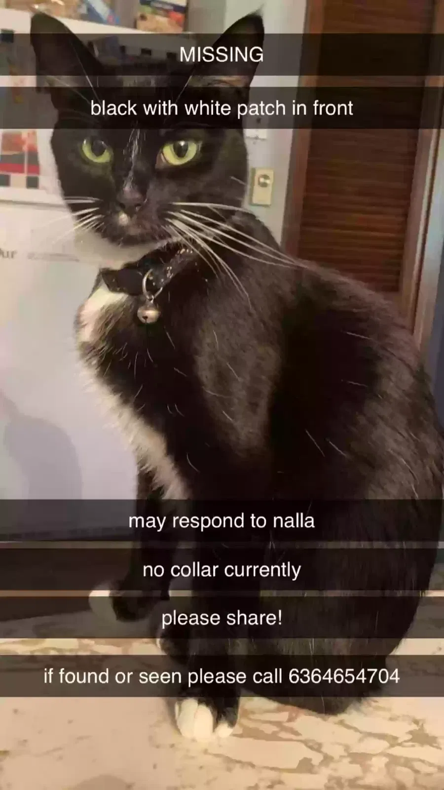 Lost cat in Bonne Terre, MO, 63628