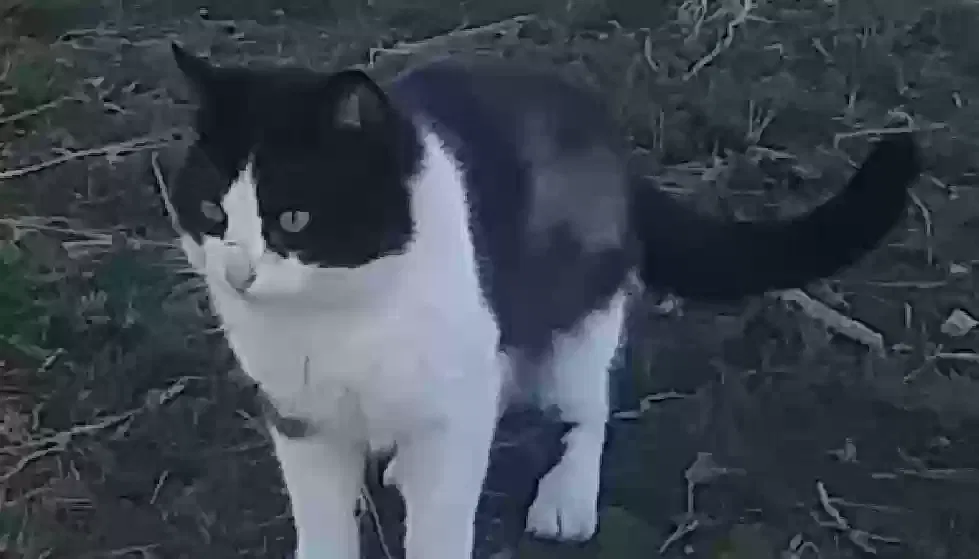 Found cat in Littlerock, CA, 93543