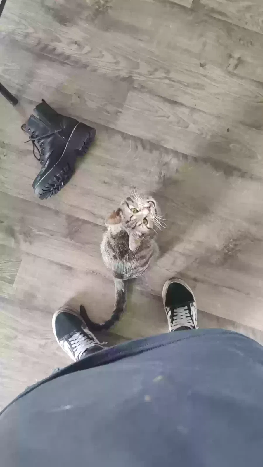 Lost cat in Denton, TX, 76210