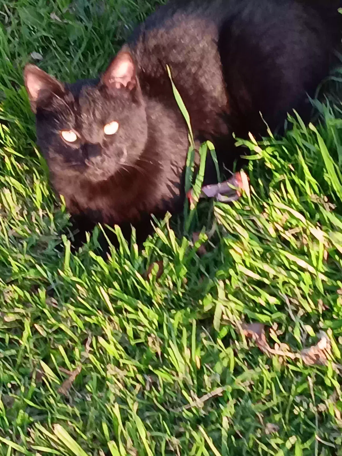 Found cat in Buena Park, CA, 90620