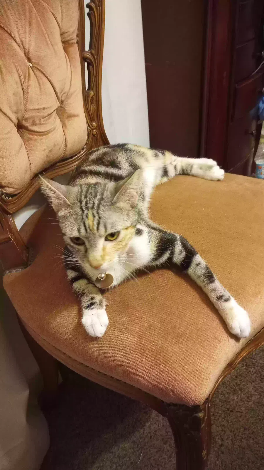 Lost cat in Las Vegas, NV, 89110