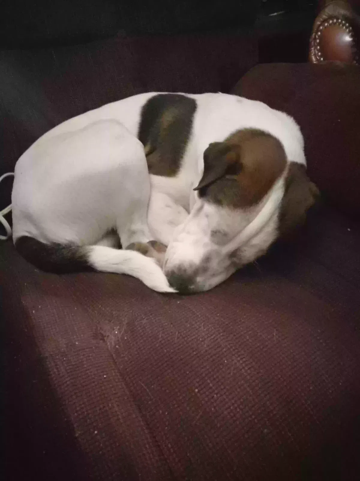 Lost dog in Manning, SC, 29102