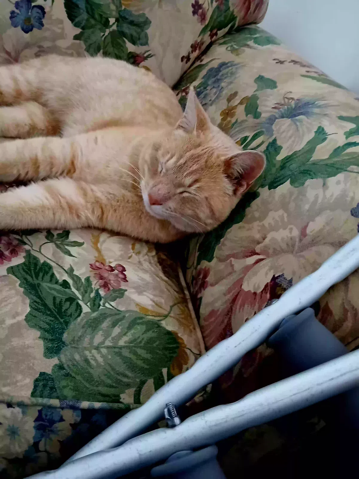 Lost cat in Saint Louis, MO, 63114