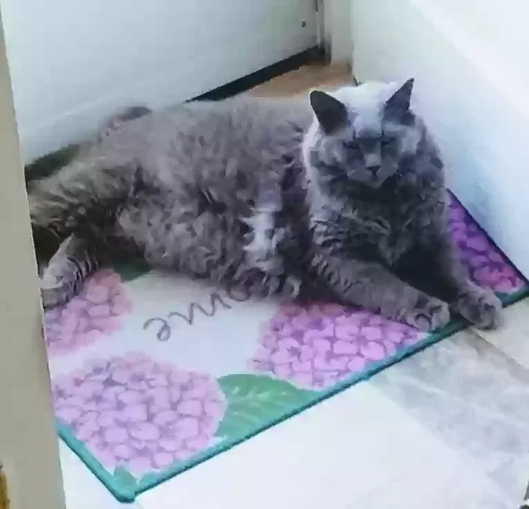 Lost cat in Saint Cloud, FL, 34769