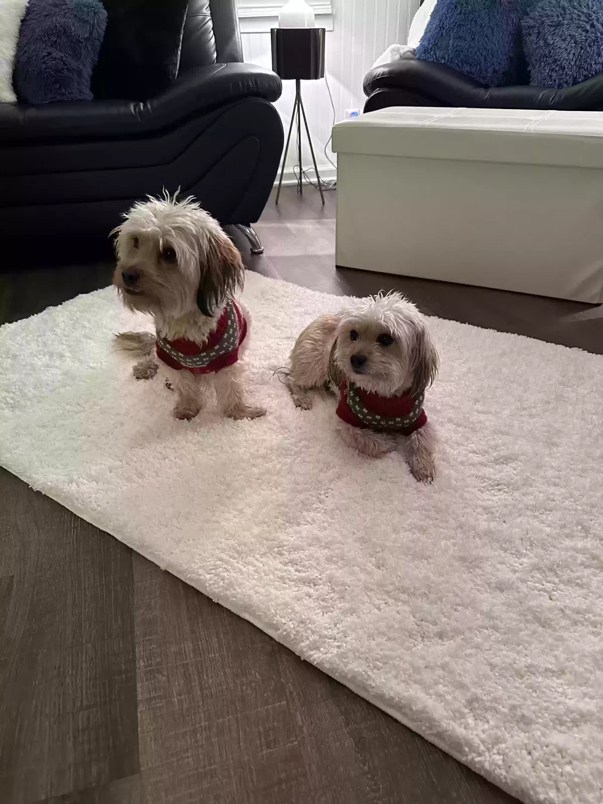 Lost dog in Rockford, IL, 61101