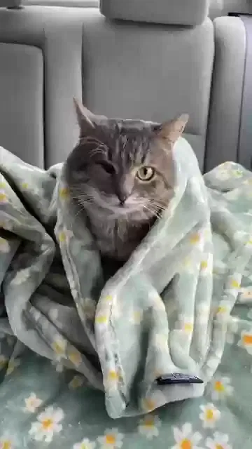 Lost cat in Downingtown, PA, 19335