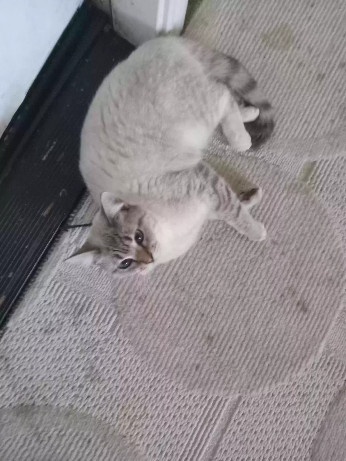 Lost cat in Bakersfield, CA, 93312