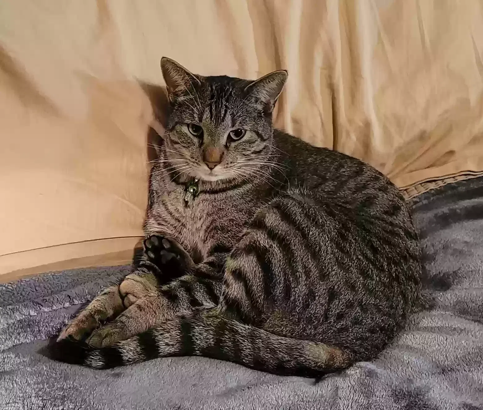 Lost cat in Oklahoma City, OK, 73162