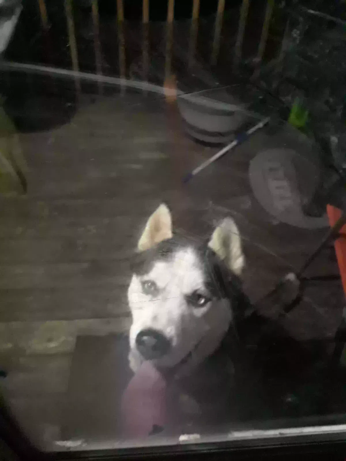Found dog in Jonesborough, TN, 37659