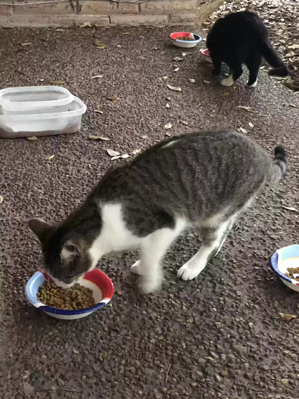 Lost cat in Corpus Christi, TX, 78410