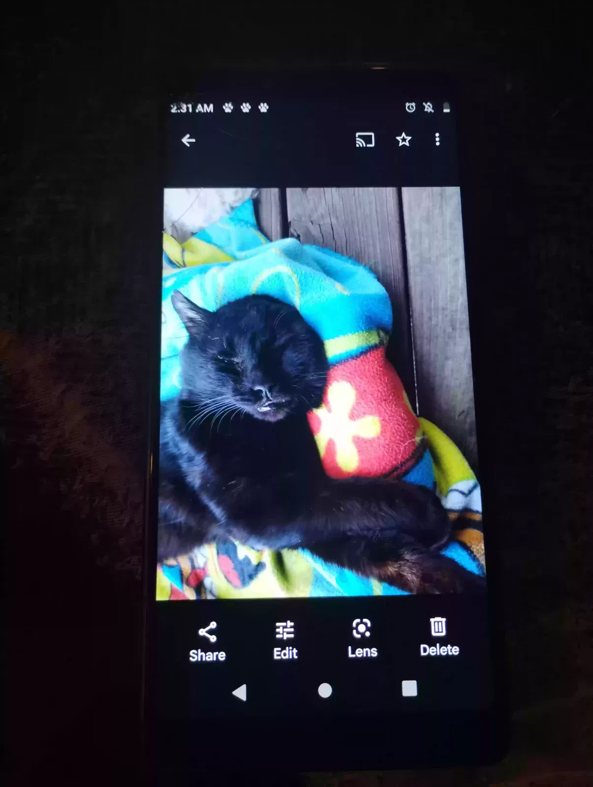 Lost cat in Massillon, OH, 44646