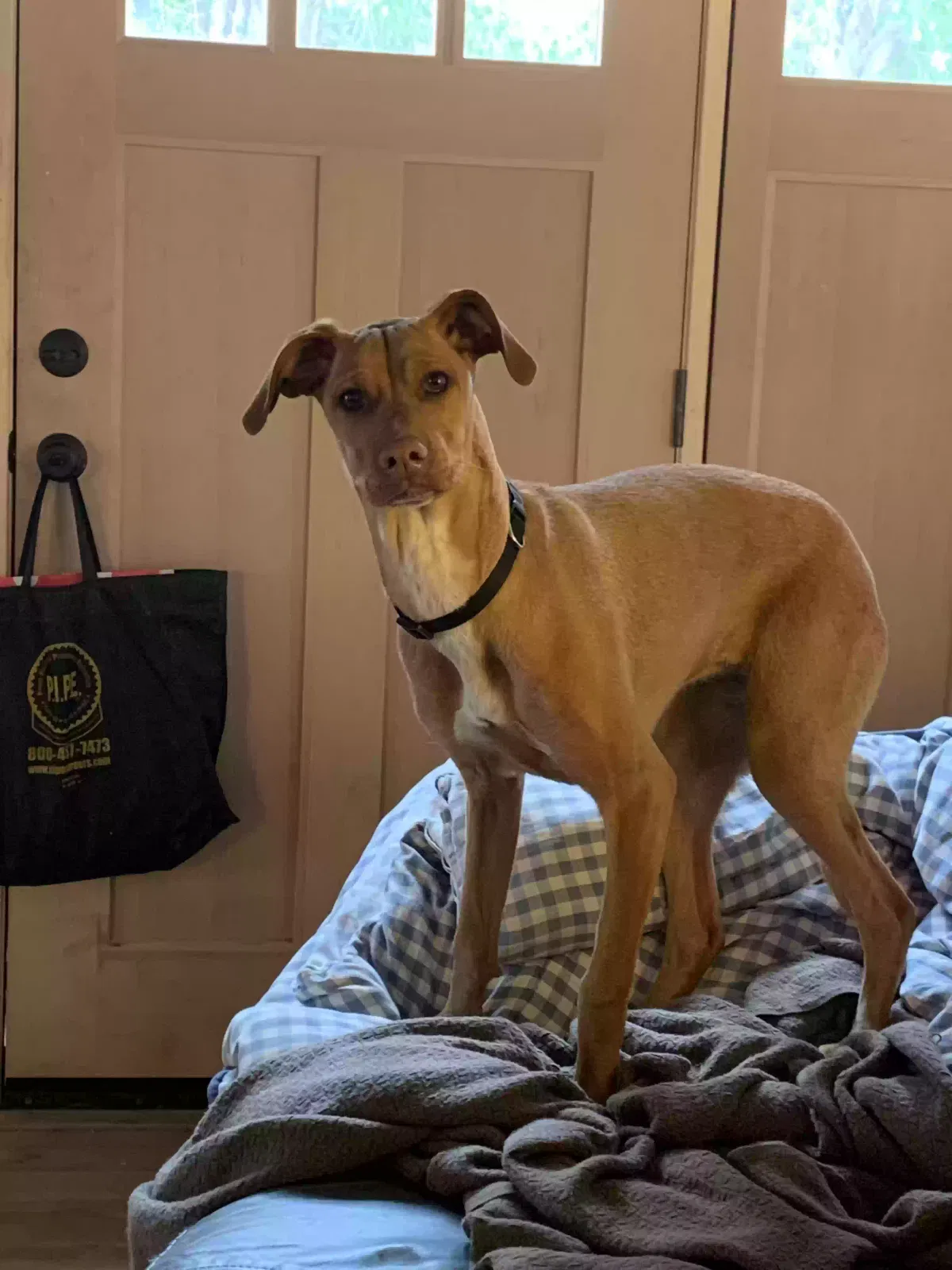 Lost dog in Bellflower, CA, 90706