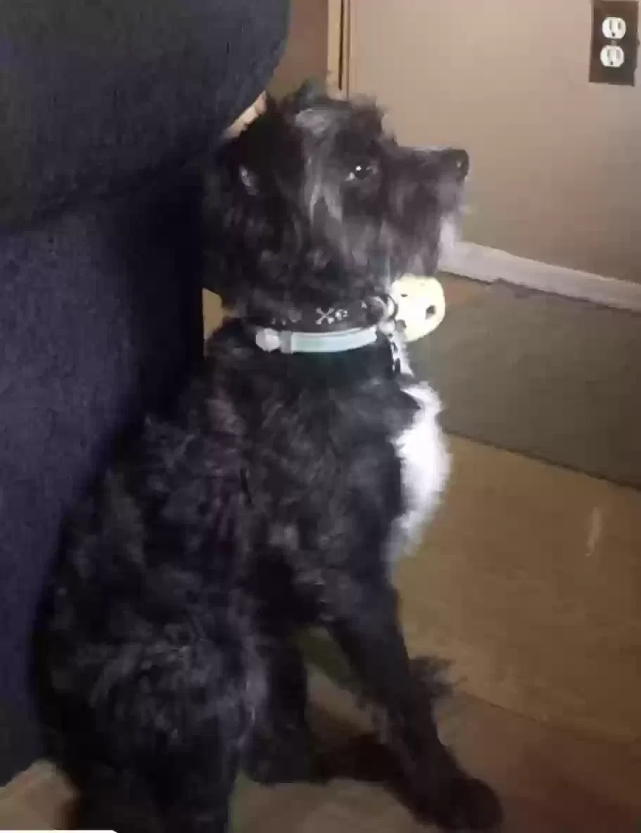 Lost dog in Cincinnati, OH, 45231
