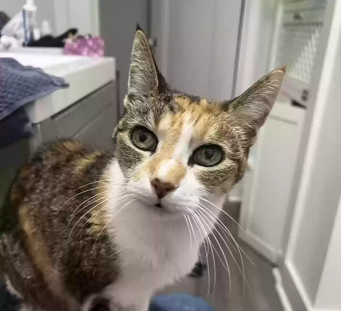 Lost cat in New Orleans, LA, 70119