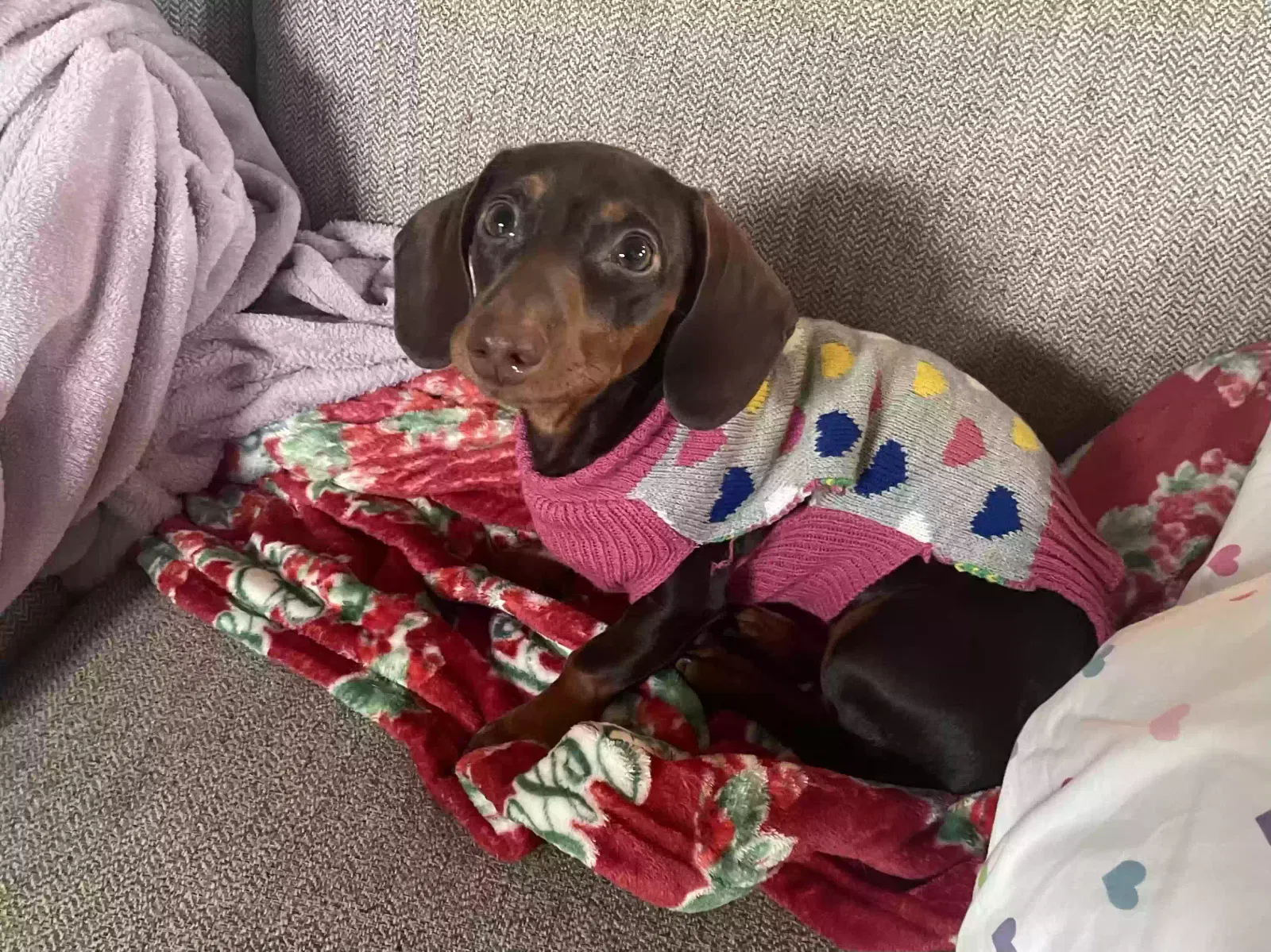 Lost dog in Corpus Christi, TX, 78414