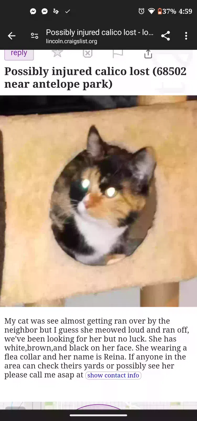 Lost cat in Lincoln, NE, 68502