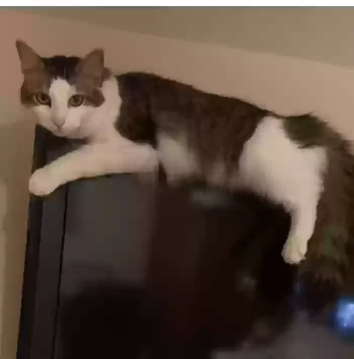 Lost cat in Wesley Chapel, FL, 33544