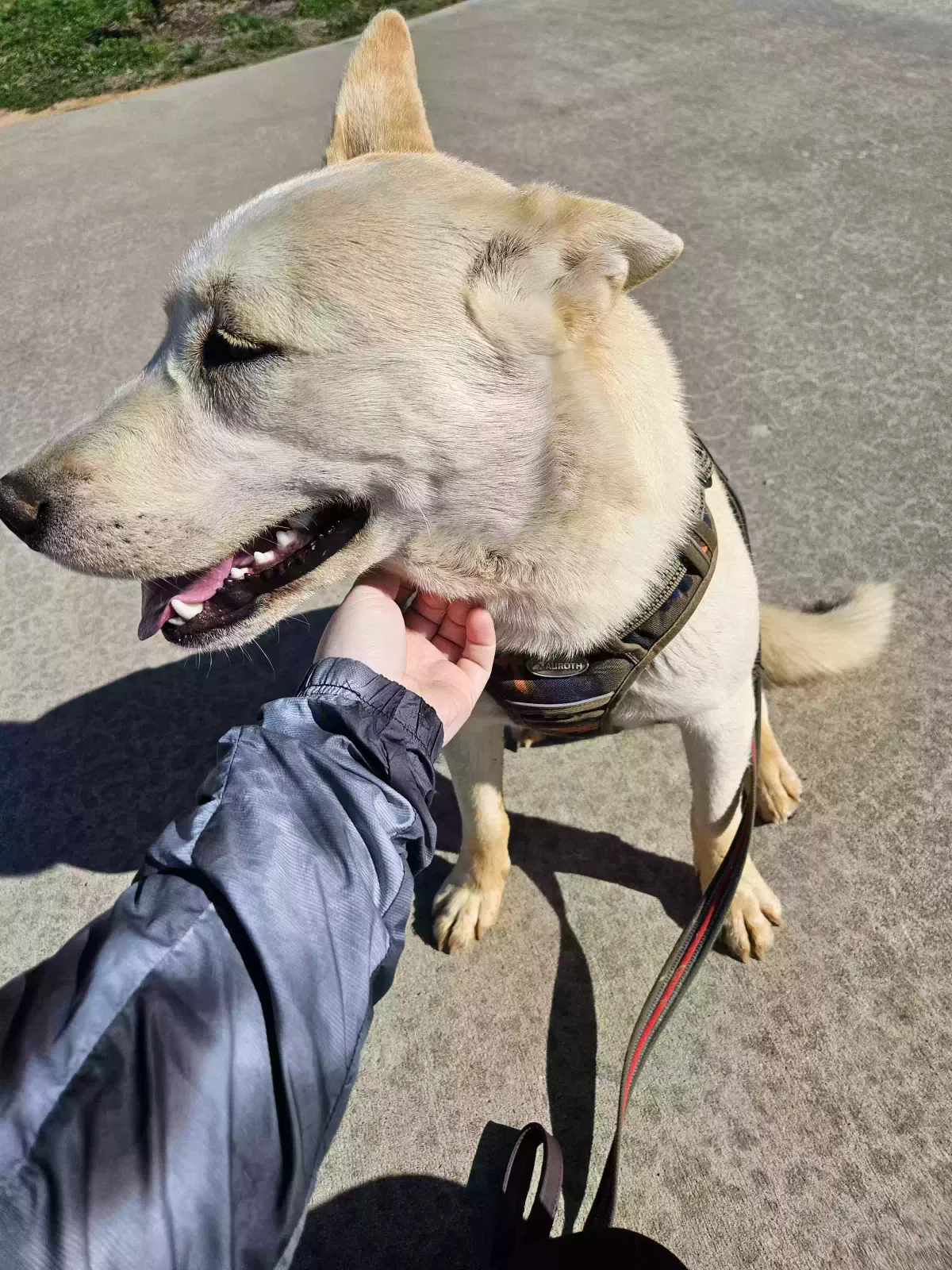 Found dog in Clarksville, TN, 37040