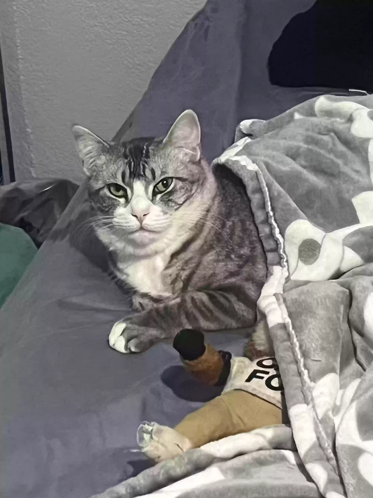 Lost cat in Mansfield, TX, 76063