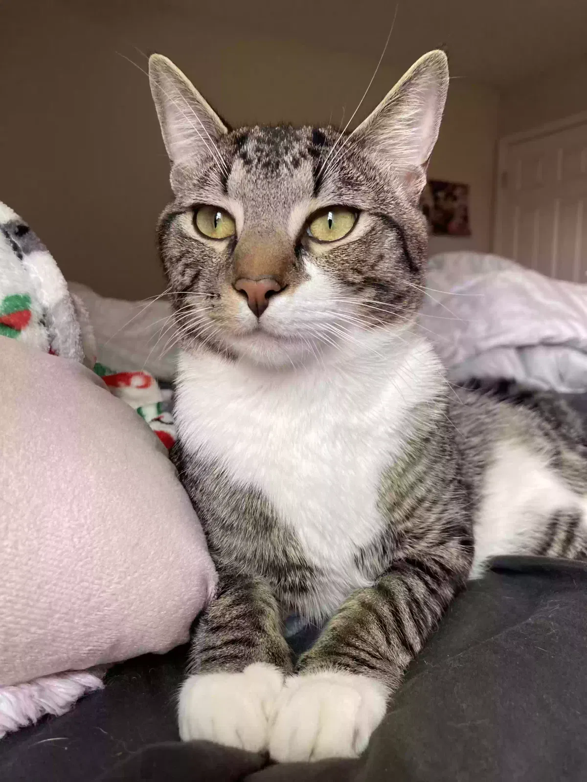 Lost cat in Winston Salem, NC, 27127