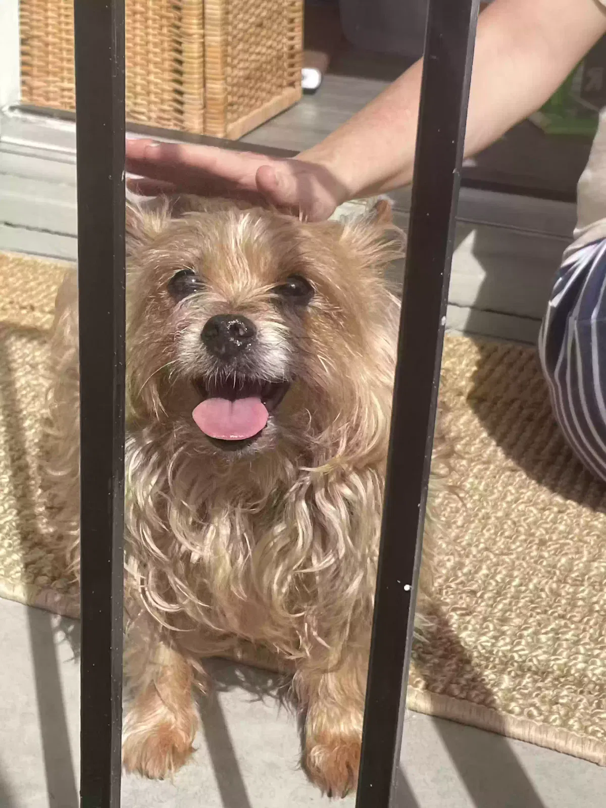 Lost dog in Los Angeles, CA, 90031