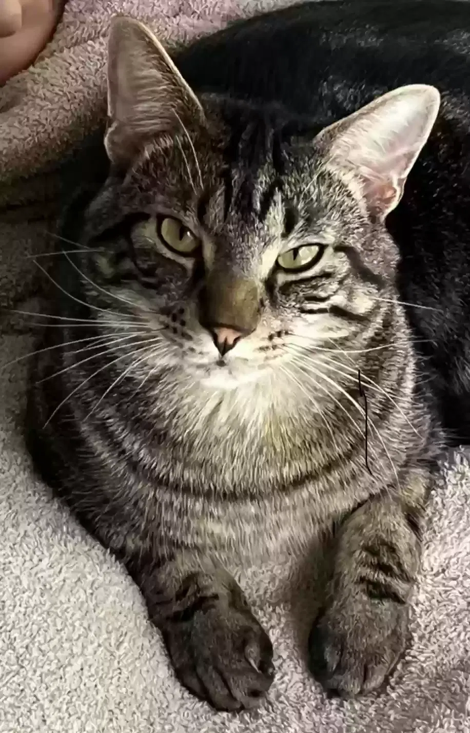 Lost cat in Damascus, OR, 97089