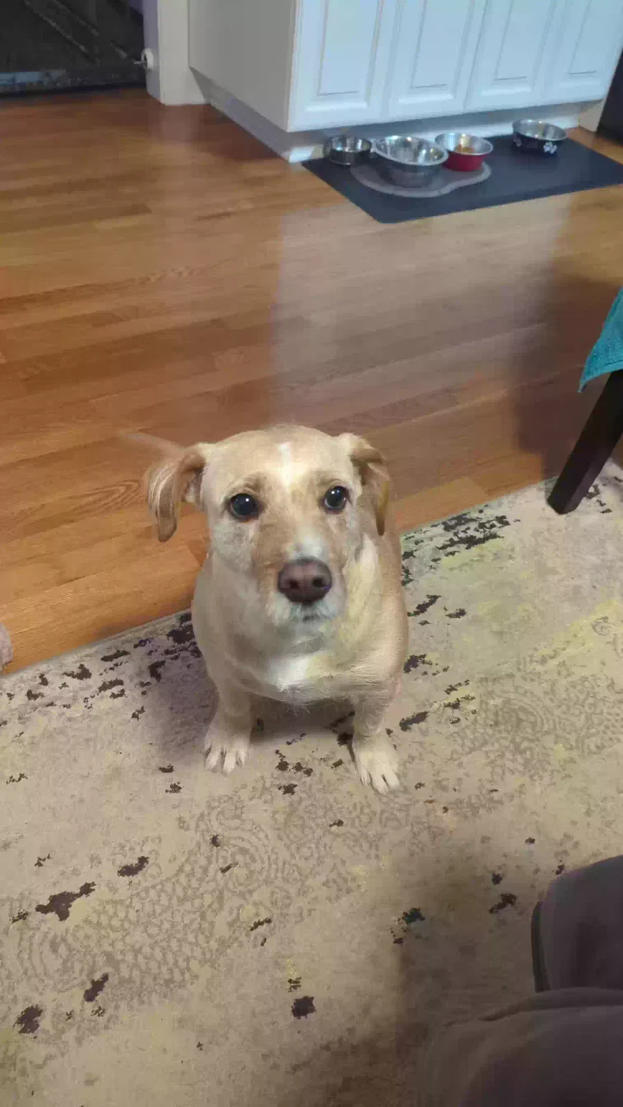 Lost dog in Mooresville, NC, 28115