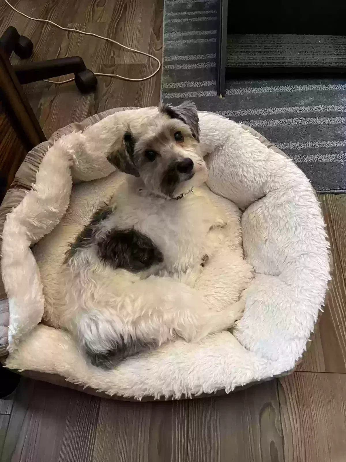 Lost dog in Concord, NC, 28027