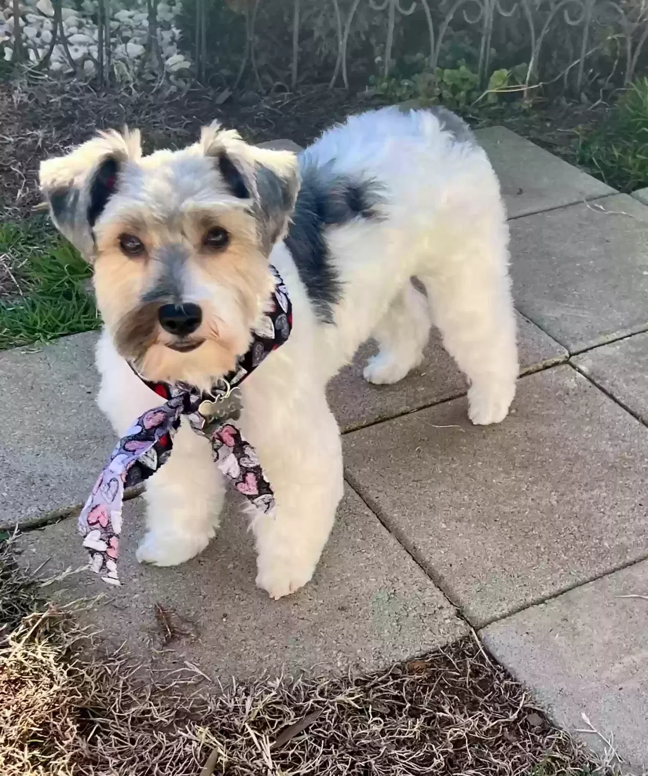 Lost dog in Concord, NC, 28027