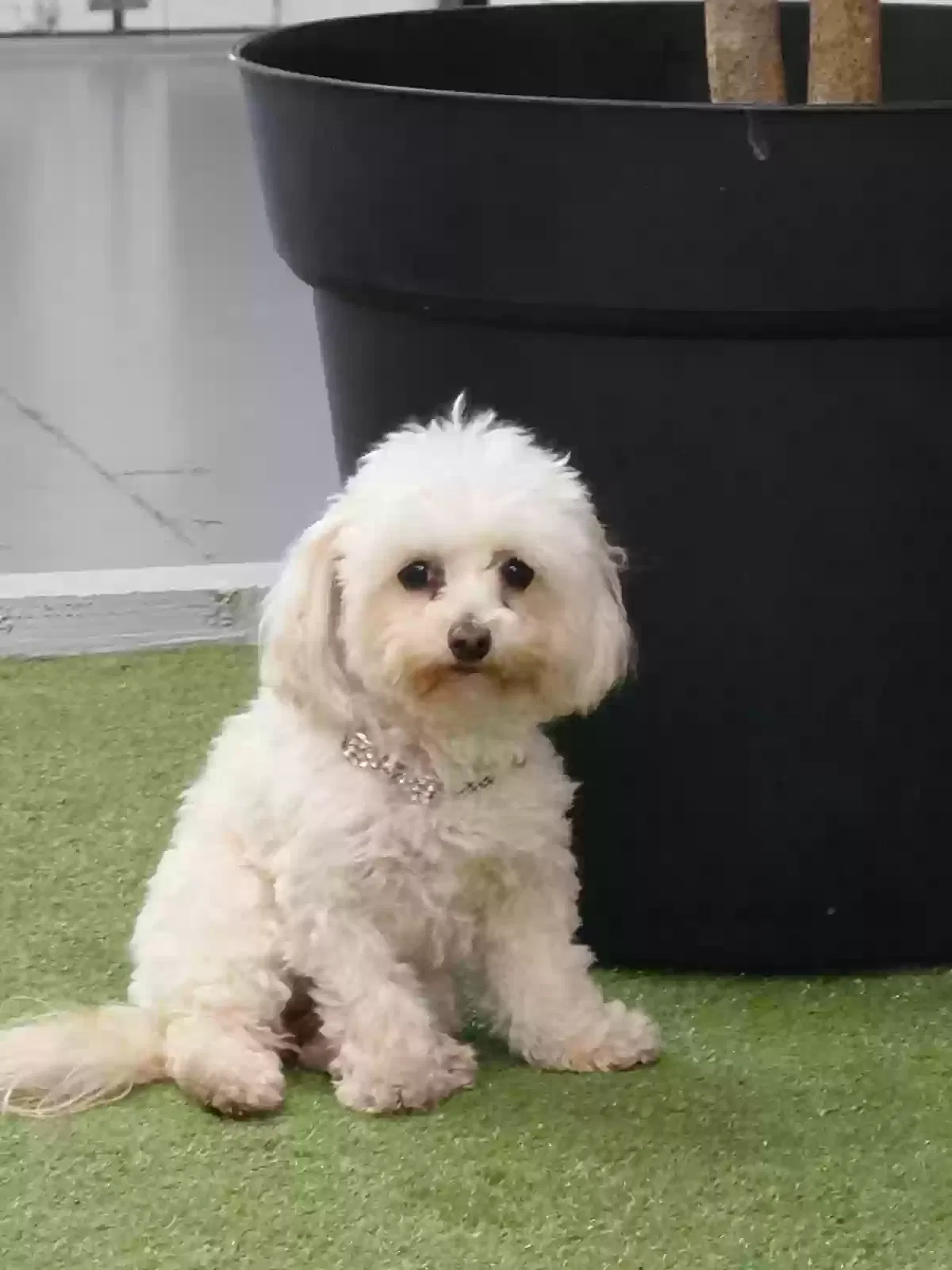 Lost dog in Las Vegas, NV, 89118
