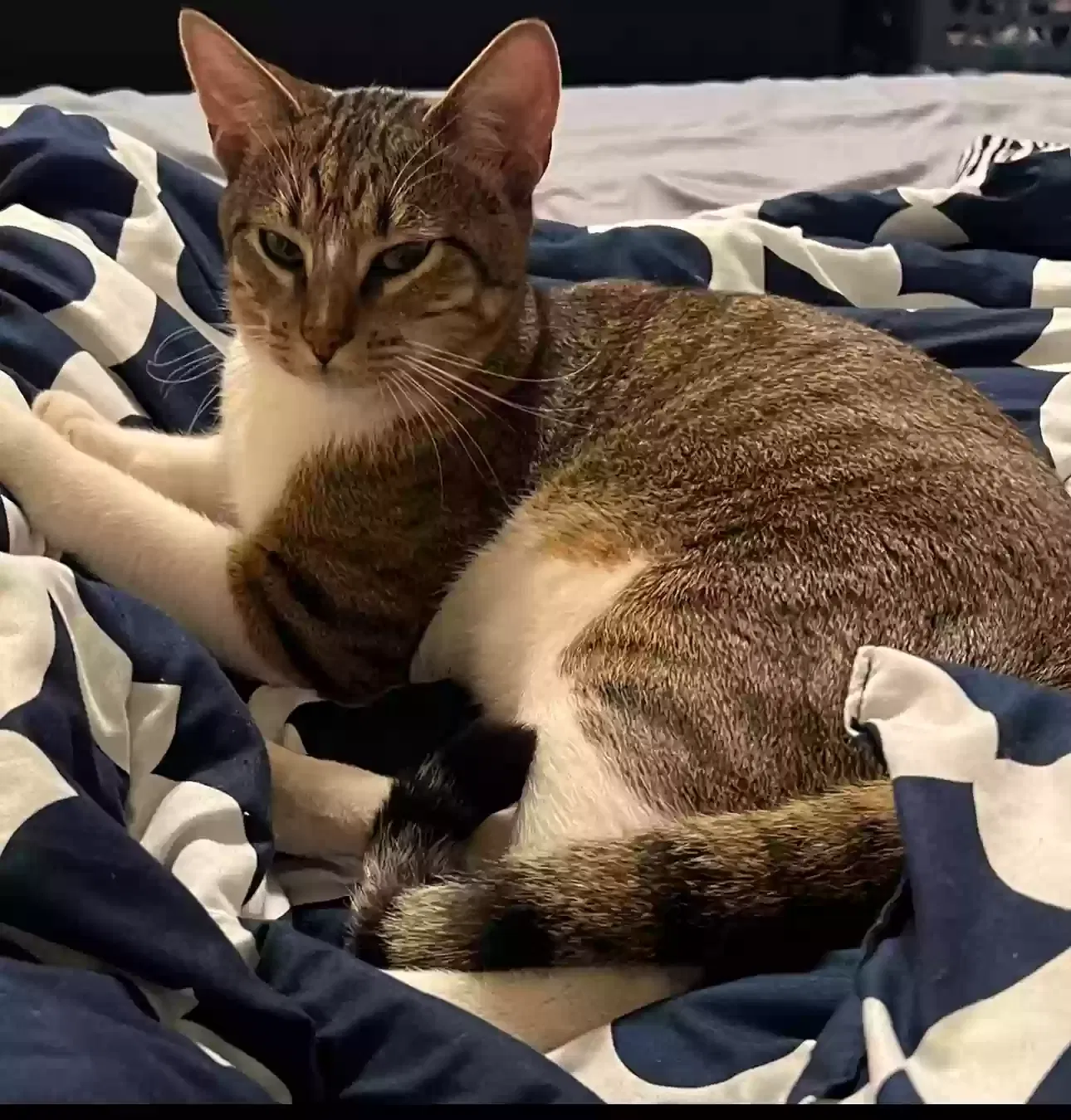 Lost cat in San Antonio, TX, 78253