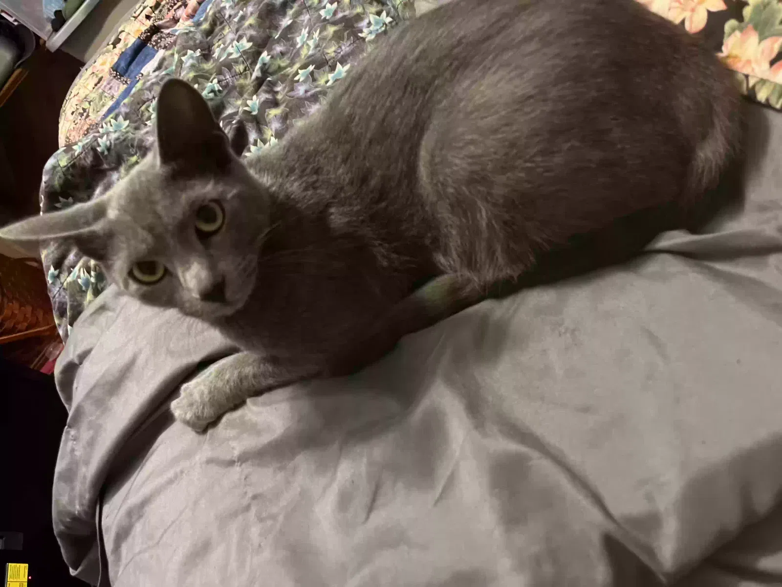 Lost cat in Orlando, FL, 32807