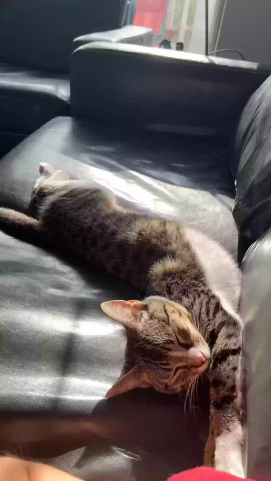 Lost cat in Gainesville, FL, 32608