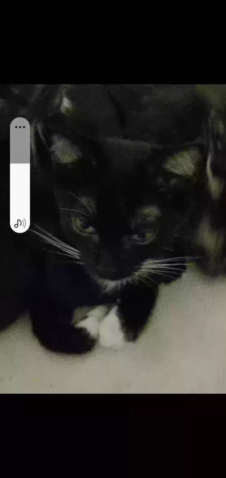 Lost cat in Jacksonville, FL, 32218