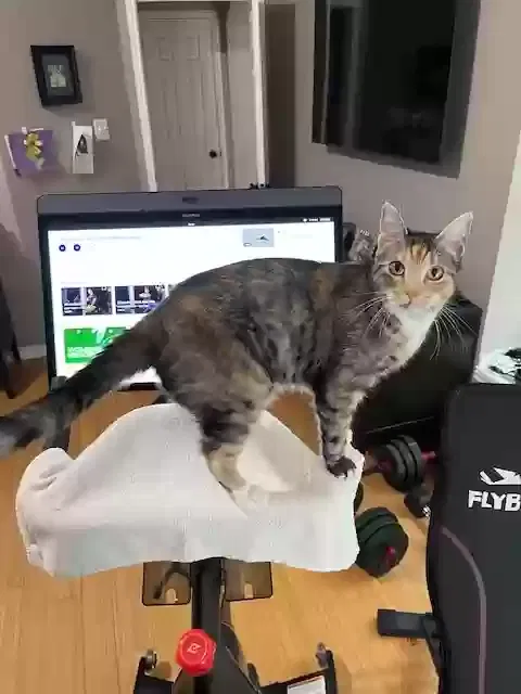 Lost cat in Cedar Park, TX, 78613