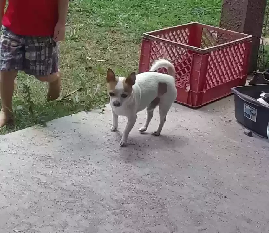 Lost dog in Glendale, AZ, 85302