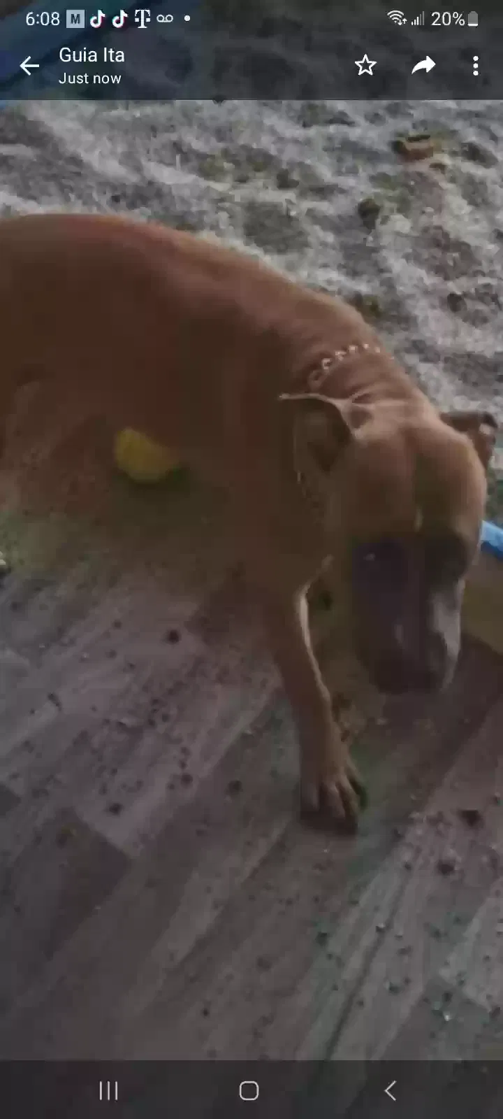 Lost dog in Miami, FL, 33196