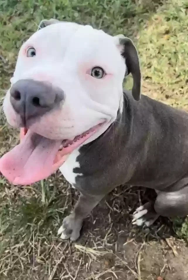 Lost dog in Clewiston, FL, 33440