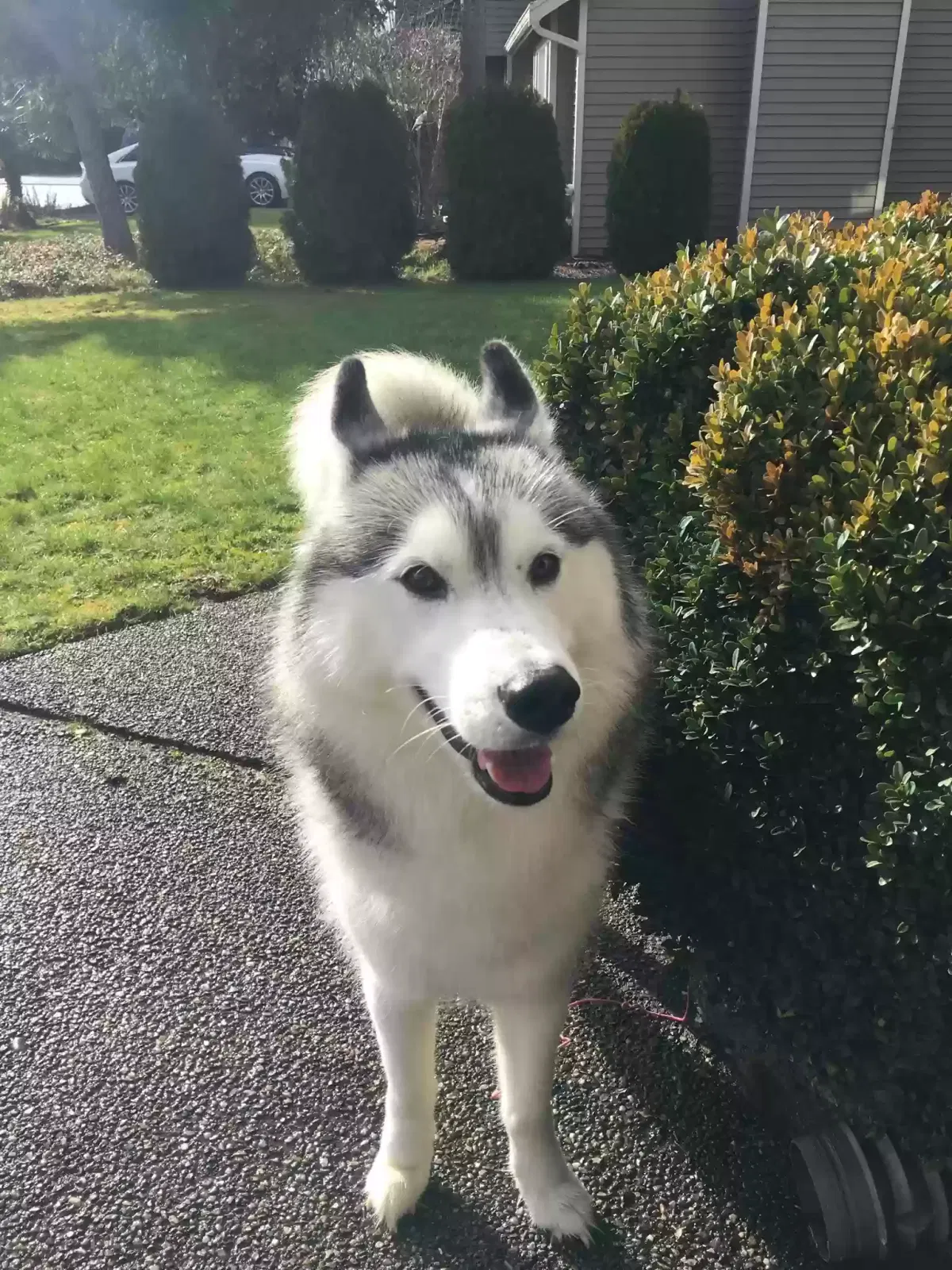 Found dog in Federal Way, WA, 98023