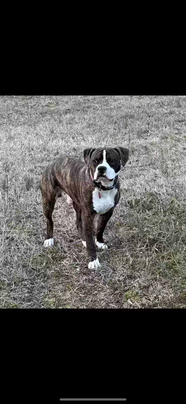 Lost dog in Mineral, VA, 23117