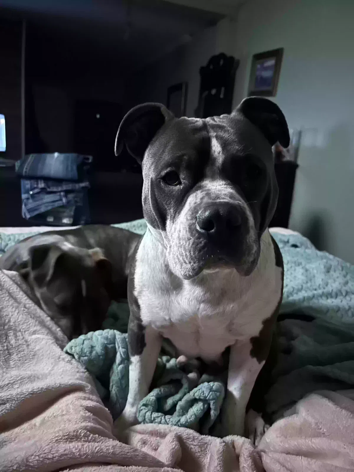 Lost dog in Smithland, KY, 42081