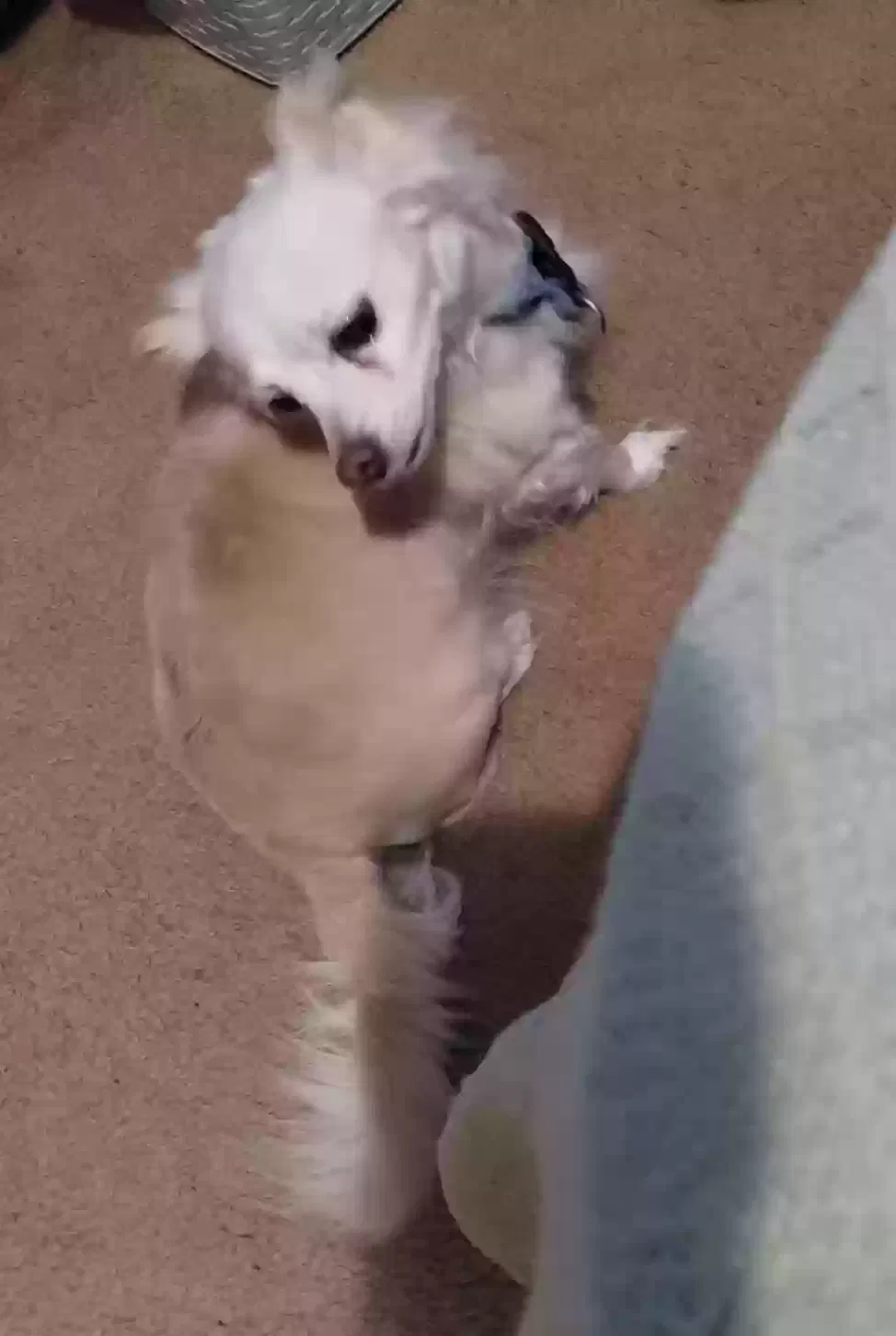 Lost dog in Arlington, TX, 76014