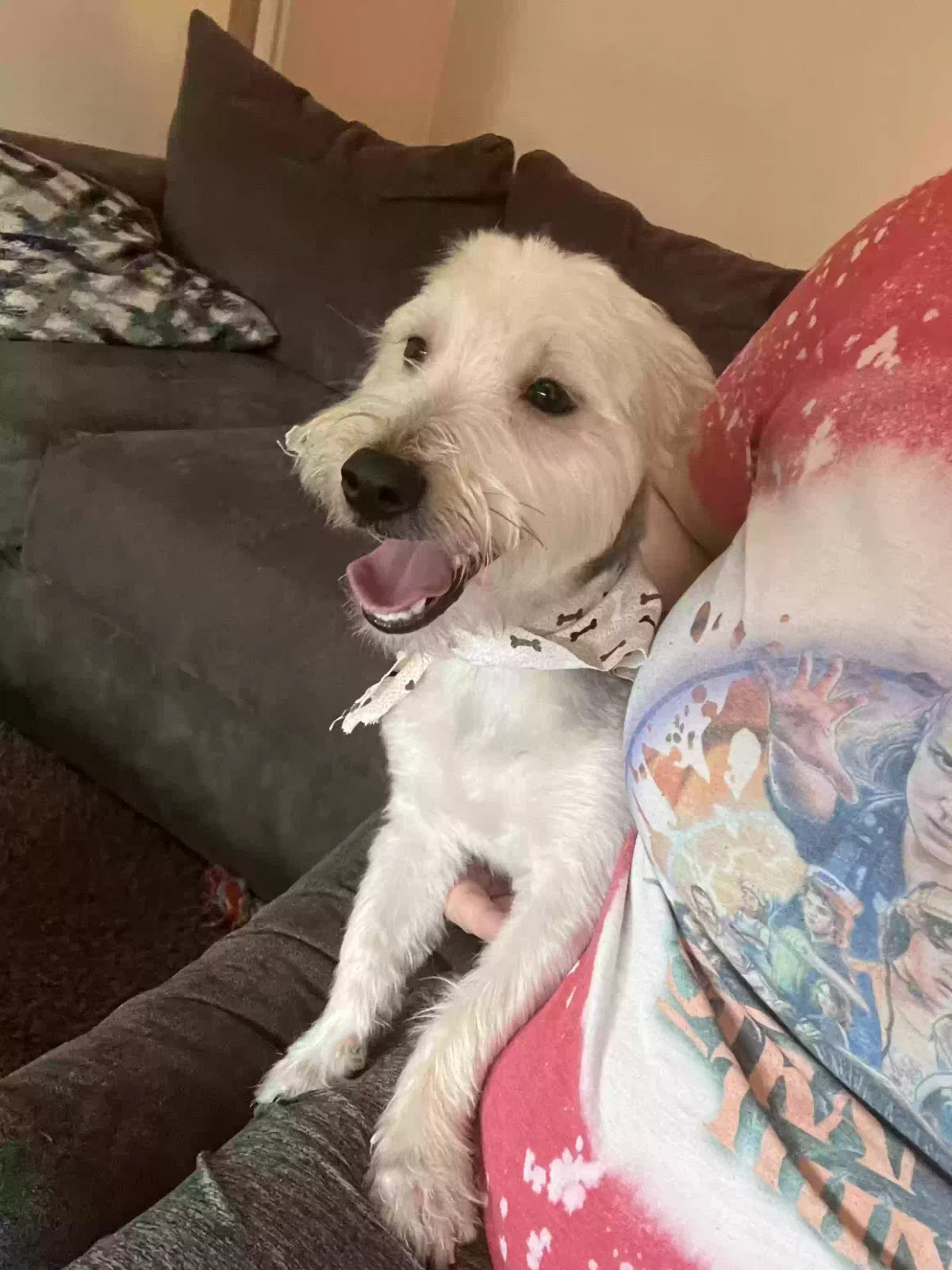Lost dog in Cleveland, OH, 44135