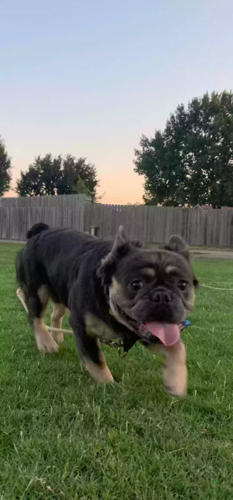 Lost dog in Garland, TX, 75043